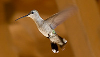 hummingbird2