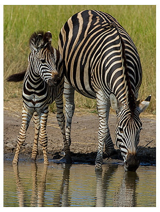 Father and Son Zebras
