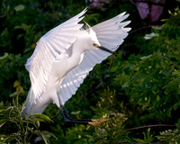 snowy egret building nest