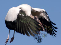 wood stork