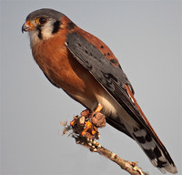 kestral